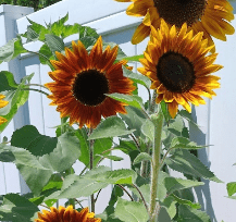 4 Phase Recovery Program Review